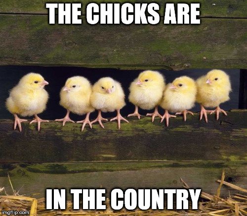 THE CHICKS ARE IN THE COUNTRY | made w/ Imgflip meme maker