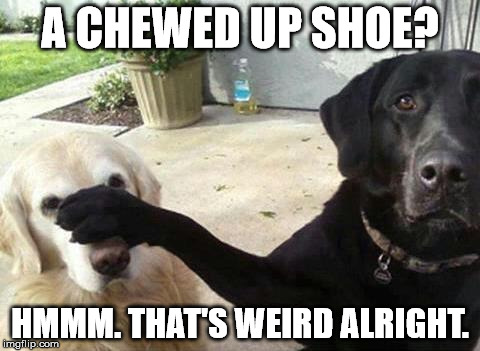 Dogs | A CHEWED UP SHOE? HMMM. THAT'S WEIRD ALRIGHT. | image tagged in dogs | made w/ Imgflip meme maker