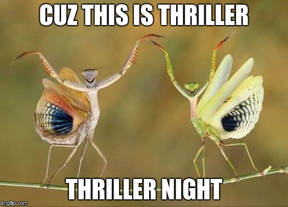 Mantis Jackson's Thriller | CUZ THIS IS THRILLER; THRILLER NIGHT | image tagged in funny,sfw,praying mantis,michael jackson,thriller | made w/ Imgflip meme maker