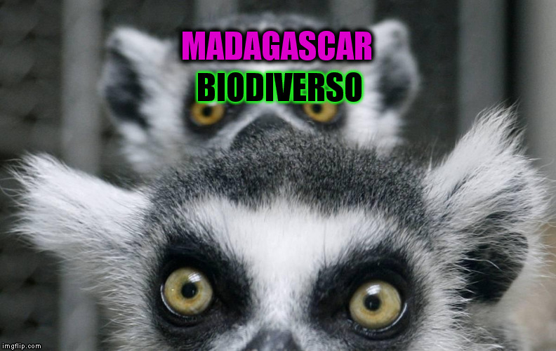 LEMURS | BIODIVERSO; MADAGASCAR | image tagged in madagascar | made w/ Imgflip meme maker