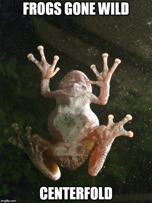 FROGS GONE WILD; CENTERFOLD | image tagged in funny animals,too funny,funny memes,frogs | made w/ Imgflip meme maker