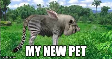 MY NEW PET | image tagged in weird,creatures | made w/ Imgflip meme maker