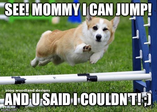 awesome corgi andshit | SEE! MOMMY I CAN JUMP! AND U SAID I COULDN'T! ;) | image tagged in awesome corgi andshit | made w/ Imgflip meme maker