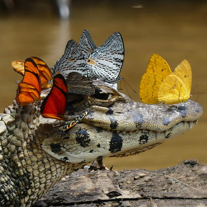 High Quality Caiman Butterfly Crown Blank Meme Template