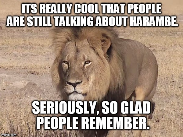 Cecil remembers | ITS REALLY COOL THAT PEOPLE ARE STILL TALKING ABOUT HARAMBE. SERIOUSLY, SO GLAD PEOPLE REMEMBER. | image tagged in harambe,dicksoutforharambe | made w/ Imgflip meme maker