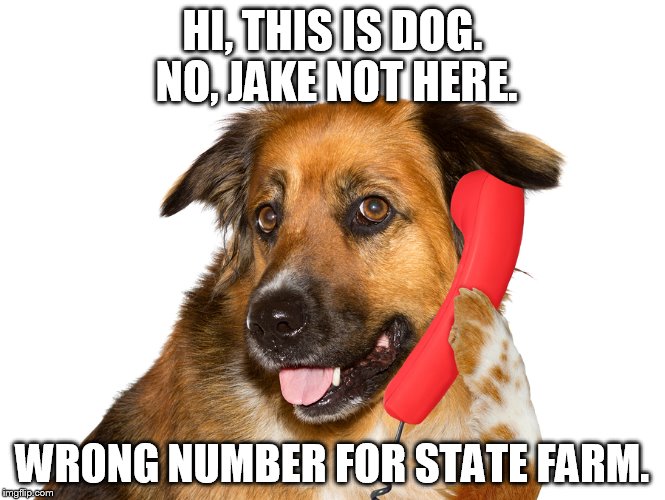 Dog On The Phone | HI, THIS IS DOG. NO, JAKE NOT HERE. WRONG NUMBER FOR STATE FARM. | image tagged in dog on the phone | made w/ Imgflip meme maker