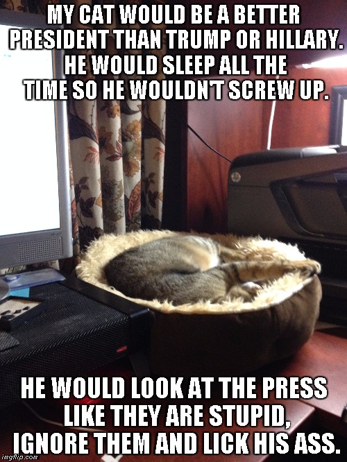 Best President | MY CAT WOULD BE A BETTER PRESIDENT THAN TRUMP OR HILLARY. HE WOULD SLEEP ALL THE TIME SO HE WOULDN'T SCREW UP. HE WOULD LOOK AT THE PRESS LIKE THEY ARE STUPID, IGNORE THEM AND LICK HIS ASS. | image tagged in trump,hillary clinton | made w/ Imgflip meme maker