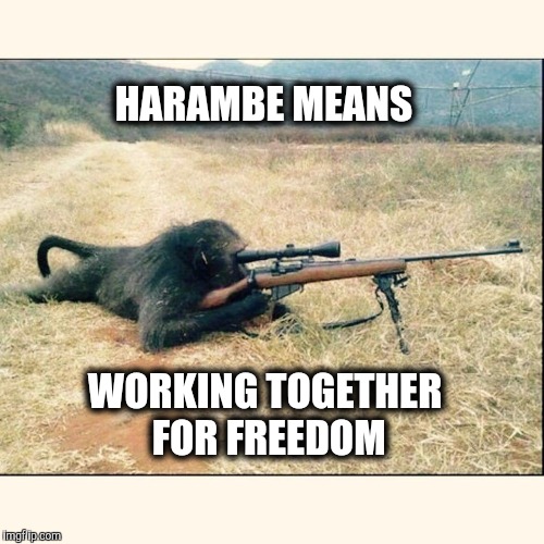 Remember May 28 2016 | HARAMBE MEANS; WORKING TOGETHER FOR FREEDOM | image tagged in harambe,gorilla shot relax zoo harambe | made w/ Imgflip meme maker