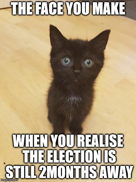 Shocked Pussy | THE FACE YOU MAKE; WHEN YOU REALISE THE ELECTION IS STILL 2MONTHS AWAY | image tagged in memes,sad kitten | made w/ Imgflip meme maker