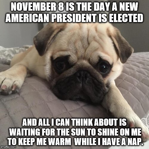 NOVEMBER 8 IS THE DAY A NEW AMERICAN PRESIDENT IS ELECTED; AND ALL I CAN THINK ABOUT IS WAITING FOR THE SUN TO SHINE ON ME TO KEEP ME WARM  WHILE I HAVE A NAP. | image tagged in too cute to care,being canadian,american president,politics,donald trump,hillary clinton | made w/ Imgflip meme maker
