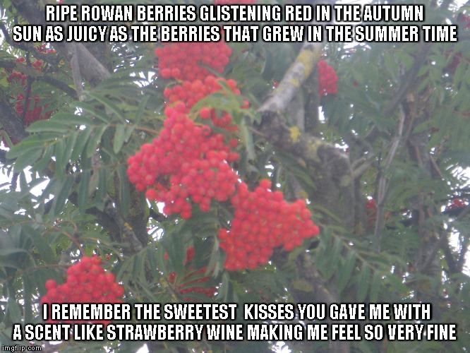 Red Rowan Berries | RIPE ROWAN BERRIES GLISTENING RED IN THE AUTUMN SUN
AS JUICY AS THE BERRIES THAT GREW IN THE SUMMER TIME; I REMEMBER THE SWEETEST  KISSES YOU GAVE ME
WITH A SCENT LIKE STRAWBERRY WINE MAKING ME FEEL SO VERY FINE | image tagged in rowan berries,autumn,summer,kisses,strawberry wine | made w/ Imgflip meme maker