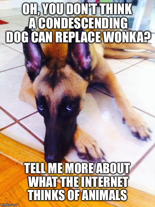 You are not amusing  | OH, YOU DON'T THINK A CONDESCENDING DOG CAN REPLACE WONKA? TELL ME MORE ABOUT WHAT THE INTERNET THINKS OF ANIMALS | image tagged in you are not amusing | made w/ Imgflip meme maker