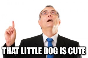 Man Pointing Up | THAT LITTLE DOG IS CUTE | image tagged in man pointing up | made w/ Imgflip meme maker