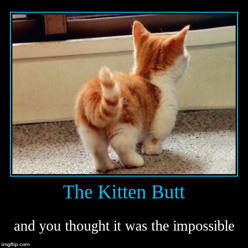 Kitten Butt 46