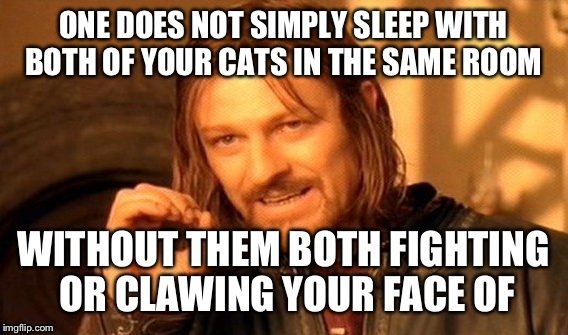 One Does Not Simply Meme | ONE DOES NOT SIMPLY SLEEP WITH BOTH OF YOUR CATS IN THE SAME ROOM; WITHOUT THEM BOTH FIGHTING OR CLAWING YOUR FACE OF | image tagged in memes,one does not simply | made w/ Imgflip meme maker