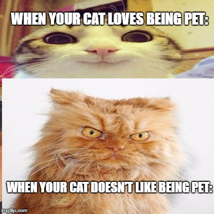 Cats: petting | WHEN YOUR CAT LOVES BEING PET:; WHEN YOUR CAT DOESN'T LIKE BEING PET: | image tagged in cats | made w/ Imgflip meme maker