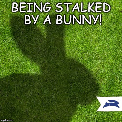Stalked | BEING STALKED BY A BUNNY! | image tagged in memes | made w/ Imgflip meme maker