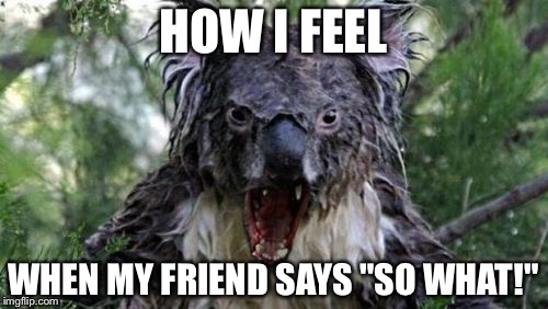 Angry Koala Meme | HOW I FEEL; WHEN MY FRIEND SAYS "SO WHAT!" | image tagged in memes,angry koala | made w/ Imgflip meme maker