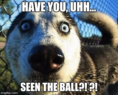 Scared dog | HAVE YOU, UHH... SEEN THE BALL?!
?! | image tagged in scared dog | made w/ Imgflip meme maker