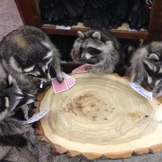 Raccoons playing cards Blank Meme Template