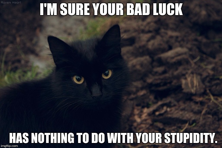 black cat bad luck  | I'M SURE YOUR BAD LUCK; HAS NOTHING TO DO WITH YOUR STUPIDITY. | image tagged in black,cat,bad luck,black cat | made w/ Imgflip meme maker
