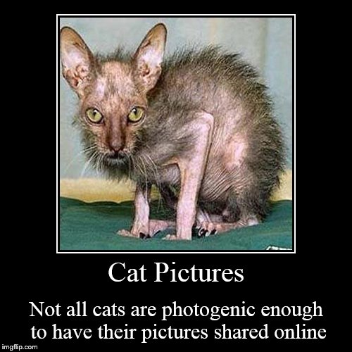 Cat Pictures | image tagged in funny,demotivationals,demotivational week,ugly cat,cats,hideous | made w/ Imgflip demotivational maker