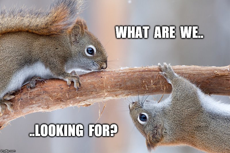 Searching For A Moment Of Clarity | WHAT  ARE  WE.. ..LOOKING  FOR? | image tagged in two squirrels,searching for a moment of clarity,what are we,looking for | made w/ Imgflip meme maker