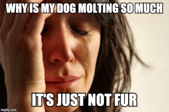 Inspired by my 3yo boy  | WHY IS MY DOG MOLTING SO MUCH; IT'S JUST NOT FUR | image tagged in memes,first world problems,pets,dog | made w/ Imgflip meme maker