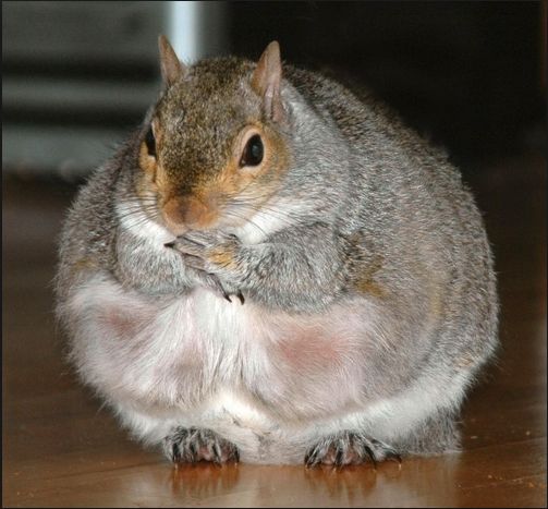 Chubby Squirrel Blank Meme Template