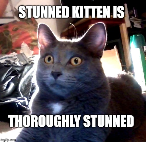 STUNNED KITTEN IS; THOROUGHLY STUNNED | image tagged in stunned_stevie | made w/ Imgflip meme maker