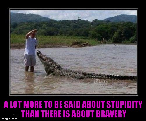 I sure can appreciate it when someone wants to be a part of the food chain when they go. | A LOT MORE TO BE SAID ABOUT STUPIDITY THAN THERE IS ABOUT BRAVERY | image tagged in thinning of the herd,memes,funny,animals,nature's way,dumb humans | made w/ Imgflip meme maker