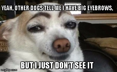 Eyebrows are weird these days... | YEAH, OTHER DOGS TELL ME I HAVE BIG EYEBROWS, BUT I JUST DON'T SEE IT | image tagged in dogs,eeyebrows | made w/ Imgflip meme maker