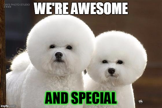 Bichon Frise | WE'RE AWESOME AND SPECIAL | image tagged in bichon frise | made w/ Imgflip meme maker