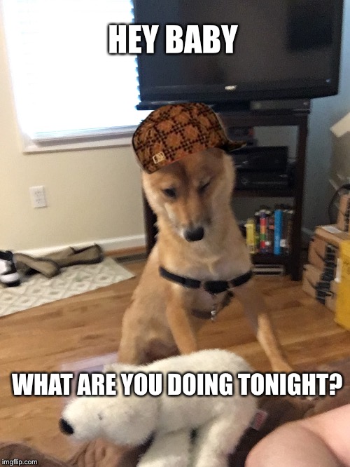 HEY BABY; WHAT ARE YOU DOING TONIGHT? | image tagged in cute,cute puppy,puppy,funny,doge | made w/ Imgflip meme maker