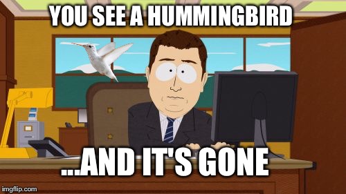 Aaaaand Its Gone | YOU SEE A HUMMINGBIRD; ...AND IT'S GONE | image tagged in memes,aaaaand its gone | made w/ Imgflip meme maker