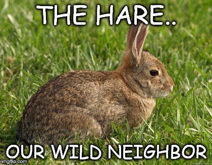 Hare | THE HARE.. OUR WILD NEIGHBOR | image tagged in memes | made w/ Imgflip meme maker