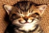 Kitty smile  | . | image tagged in kitty smile | made w/ Imgflip meme maker