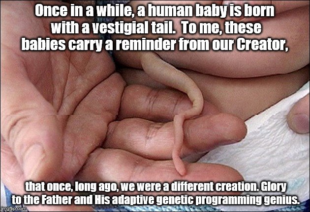 Evolution remnant | Once in a while, a human baby is born with a vestigial tail.  To me, these babies carry a reminder from our Creator, that once, long ago, we were a different creation. Glory to the Father and His adaptive genetic programming genius. | image tagged in god religion universe | made w/ Imgflip meme maker