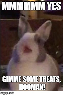 Bunny Waiting for Treats | MMMMMM YES; GIMME SOME TREATS, HOOMAN! | image tagged in rabbits,rabbit,bunny,bunnies | made w/ Imgflip meme maker