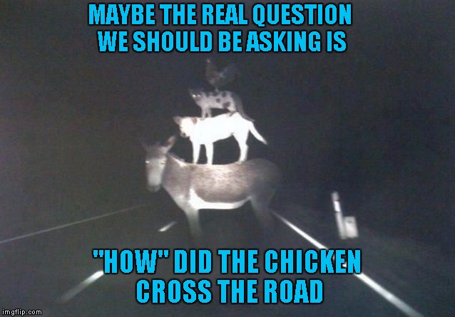 Maybe we've been asking the wrong questions... | MAYBE THE REAL QUESTION WE SHOULD BE ASKING IS; "HOW" DID THE CHICKEN CROSS THE ROAD | image tagged in stacked animals,memes,funny animals,funny,animals | made w/ Imgflip meme maker