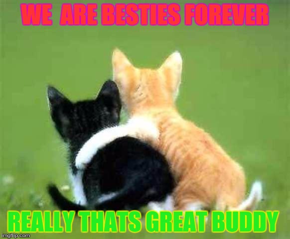 friends | WE  ARE BESTIES FOREVER; REALLY THATS GREAT BUDDY | image tagged in friends | made w/ Imgflip meme maker