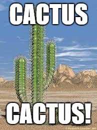 cactus |  CACTUS; CACTUS! | image tagged in cactus | made w/ Imgflip meme maker