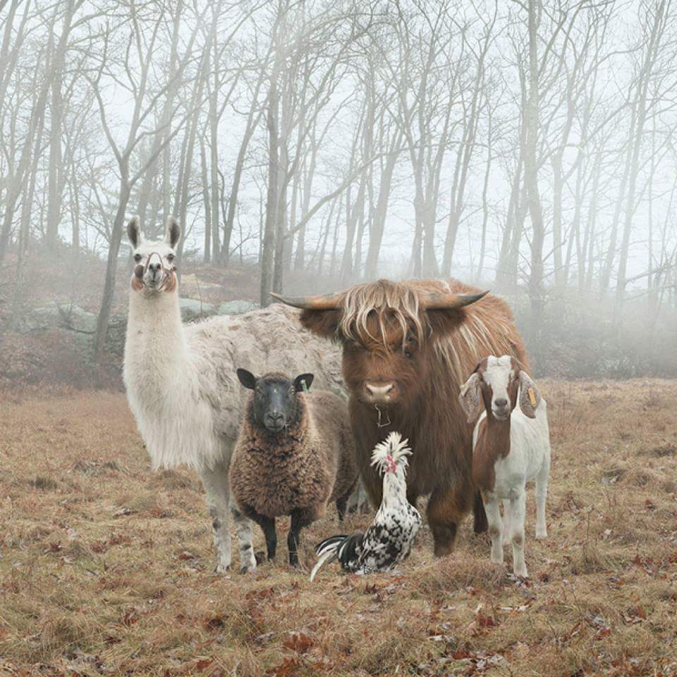 High Quality animals Blank Meme Template