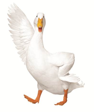 High Quality aflac duck Blank Meme Template