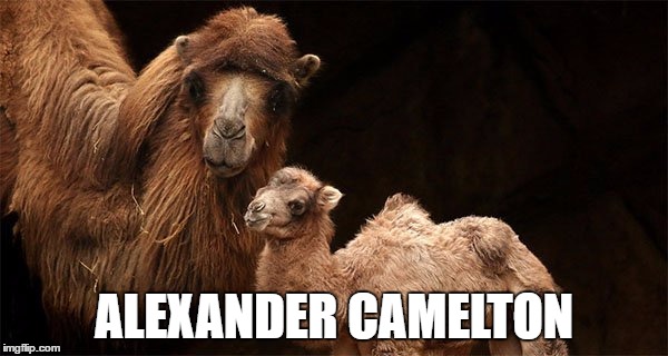 Alexander Camelton | ALEXANDER CAMELTON | image tagged in alexander camelton,alexander hamilton | made w/ Imgflip meme maker