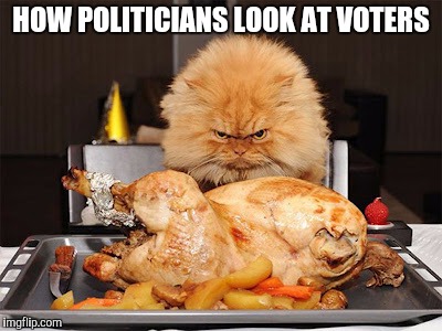 Cat looking at chicken | HOW POLITICIANS LOOK AT VOTERS | image tagged in cat looking at chicken | made w/ Imgflip meme maker