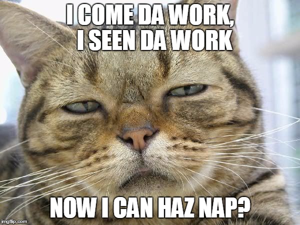 Sleepy Cat | I COME DA WORK, 
I SEEN DA WORK; NOW I CAN HAZ NAP? | image tagged in sleepy cat | made w/ Imgflip meme maker