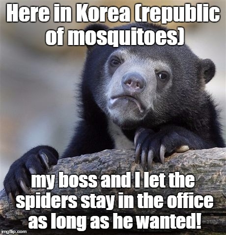 Confession Bear Meme | Here in Korea (republic of mosquitoes) my boss and I let the spiders stay in the office as long as he wanted! | image tagged in memes,confession bear | made w/ Imgflip meme maker