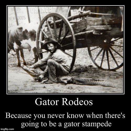 Alligator rodeo | image tagged in funny,demotivationals | made w/ Imgflip demotivational maker