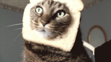 Bread cat Blank Meme Template